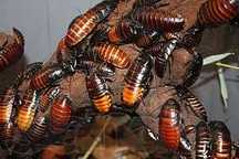 Мадагаскарский таракан (Gromphadorrhina portentosa)