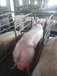 Штучне запліднення свиней племінними кнурами