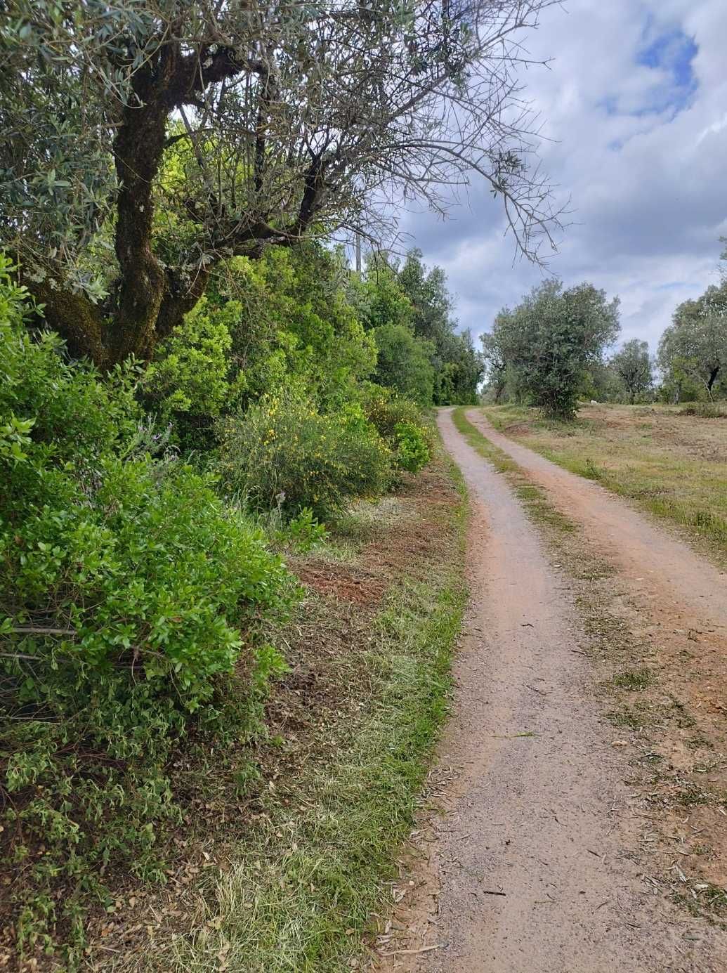 Venda Olivais Barro Branco/ Borba. Rústico. Alentejo [Évora]
