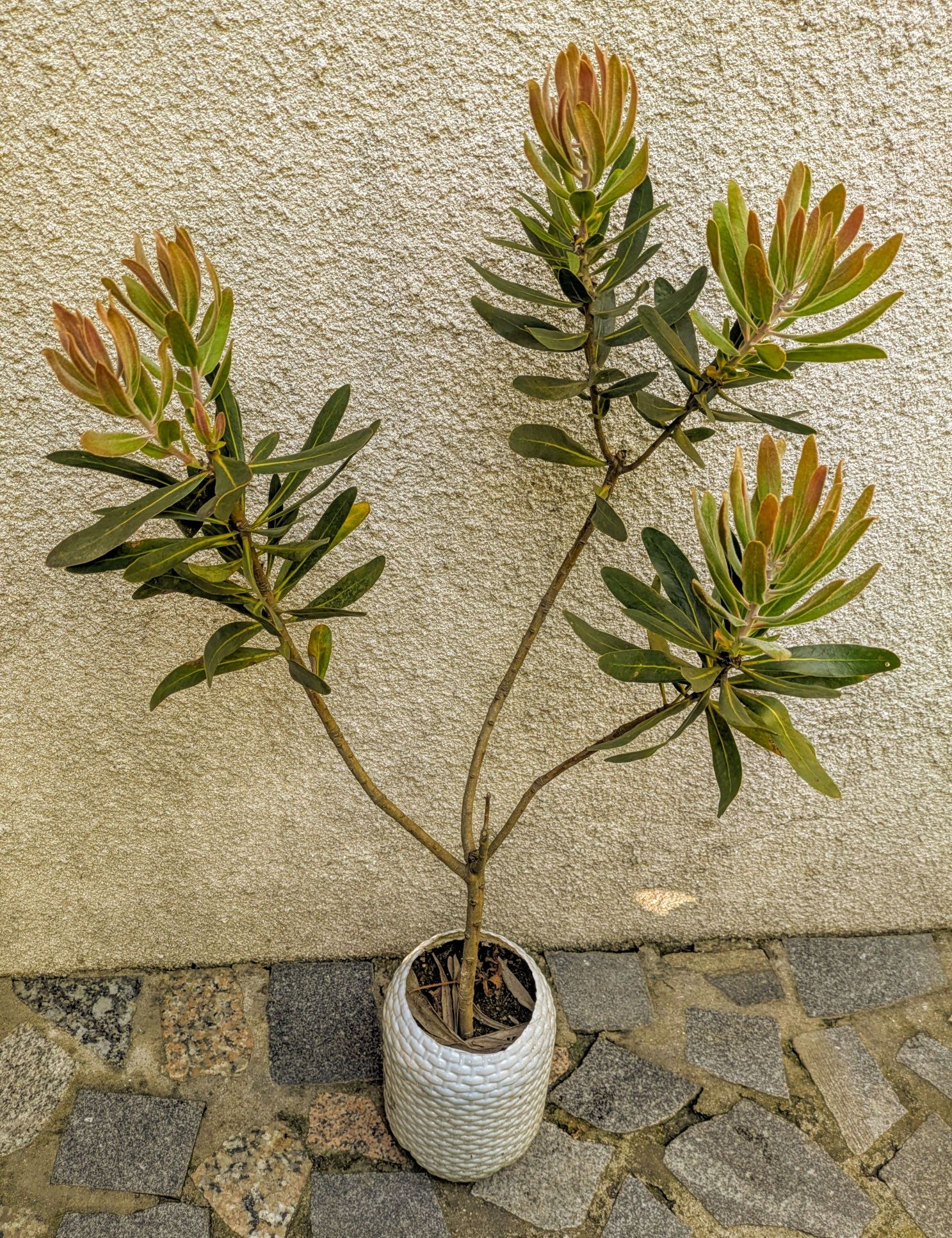 Plantas , catos, suculentas, protea, leucadendro