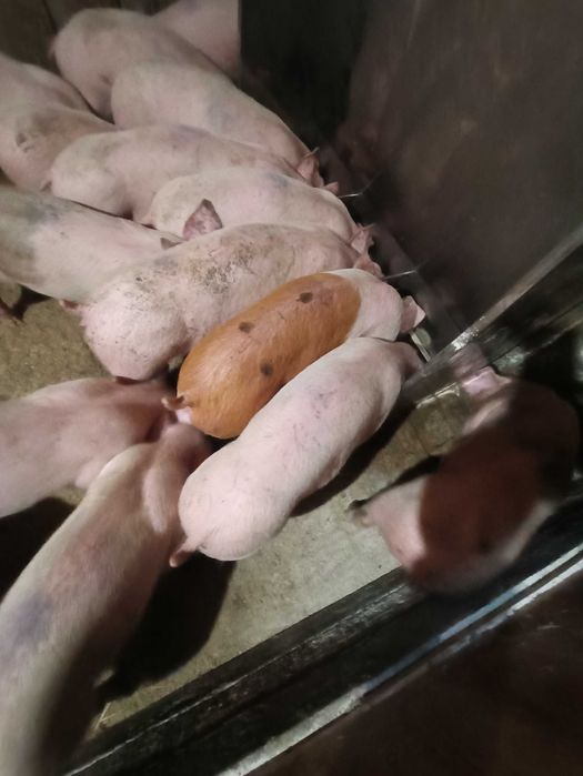 Продам Поросят м'ясної породи