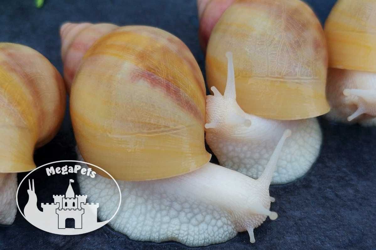 Ślimaki afrykańskie Lissachatina fulica rodatzi Achatina Archachatina