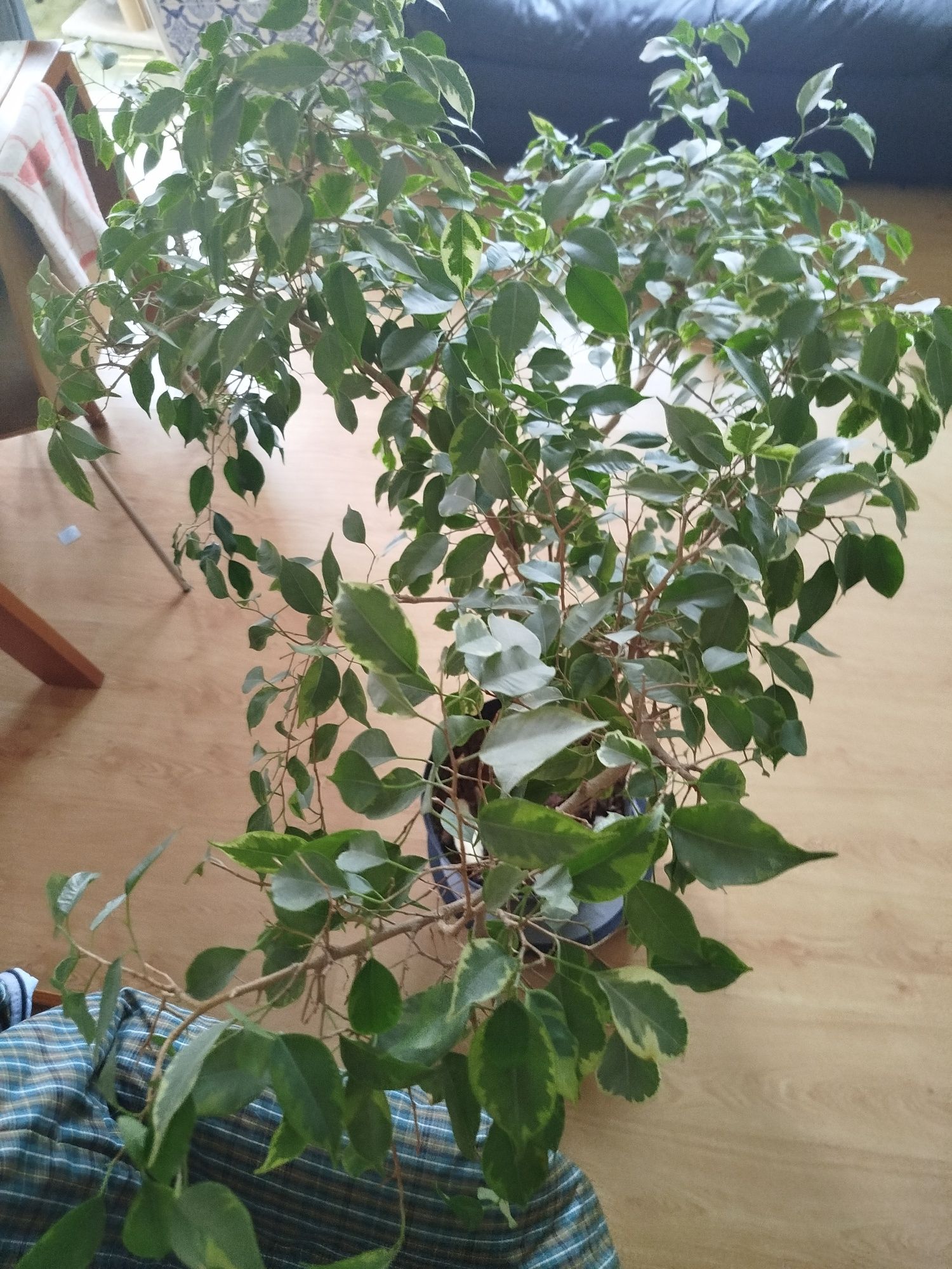 Plantas naturais