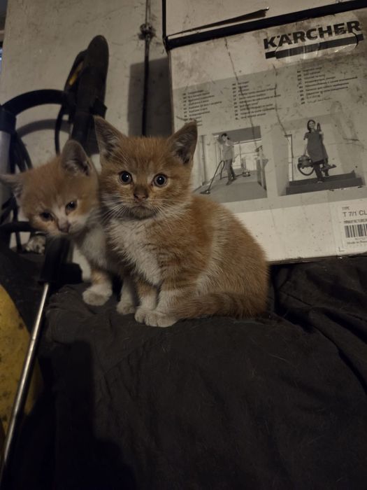 4 Małe Koty na wydanie