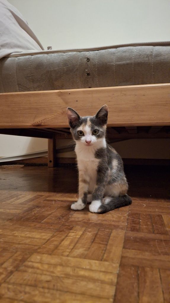 Gatinha para adopção 2 MESES