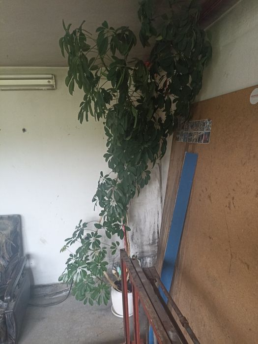 Kwiat szeflera ponad 300cm