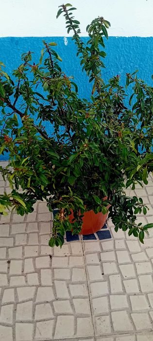 Pyracantha Coccinea arbusto para sebes