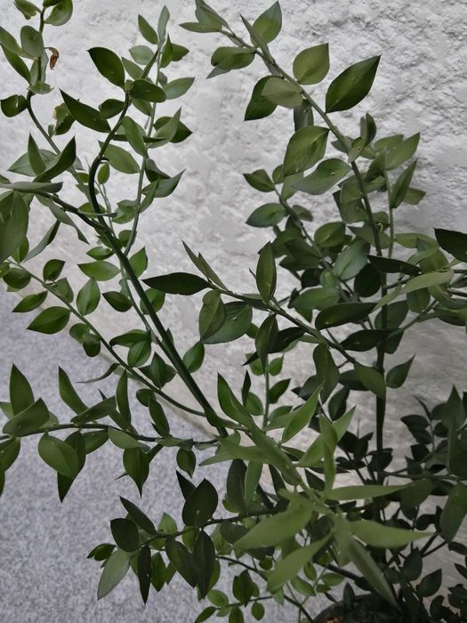 Palmeira vaso grande planta Gilbaldeira