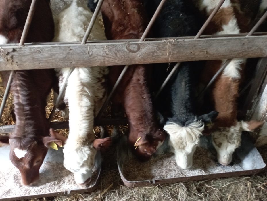 Byczki jałówki odsadki polskie