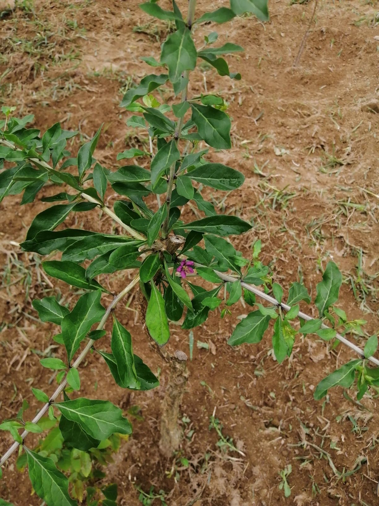 goji biólogico planta