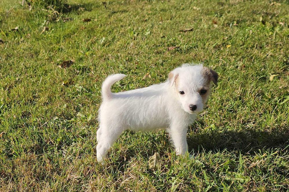 Suczka FCI Parson Russell Terrier szczenię