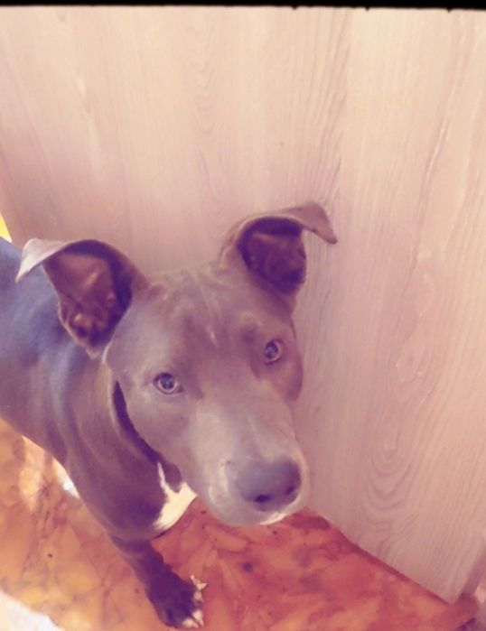 Amstaff urodzony 24.12.2024