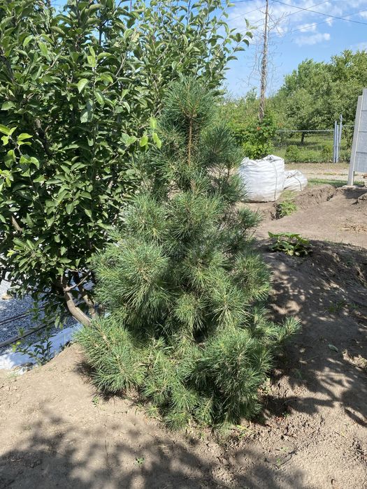 Сосны крымские пинцерованые