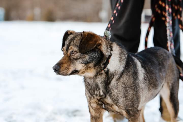 Drobniutka, młoda Sunia poleca się do adopcji!