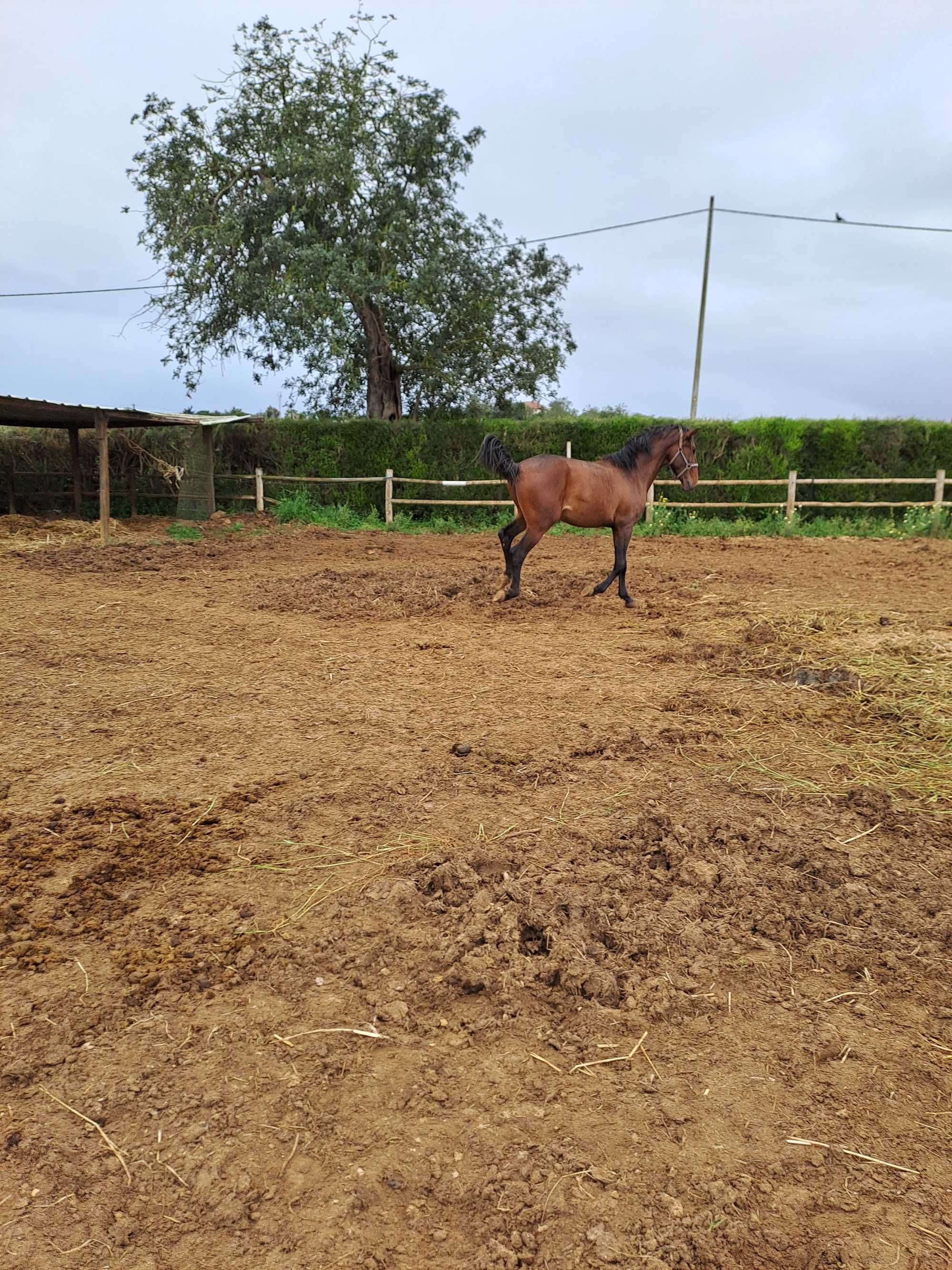 Poldro lusitano para vende