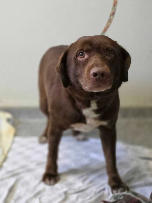 Zawiercie/Nowe Zawiercie znaleziono psa!