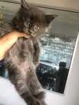 Maine Coon cudny kocurek AMIGO