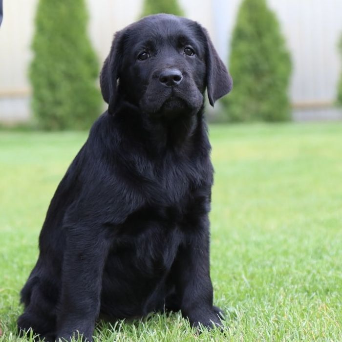 Чорна дівчинка лабрадор, шоу перспектива