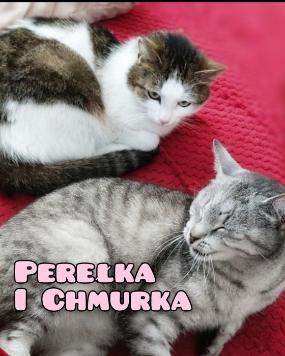 Cudowne, łagodne kicie szukają miłości :)