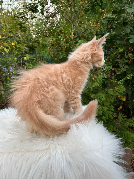 Супер кошеня, лагідний хлопчик з полілапками, мейн кун 3 місяця