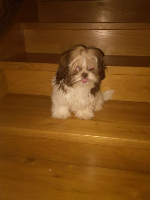 Shih tzu suczka gen czekoladowy