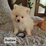 Pomeranian piesek do rezerwacji