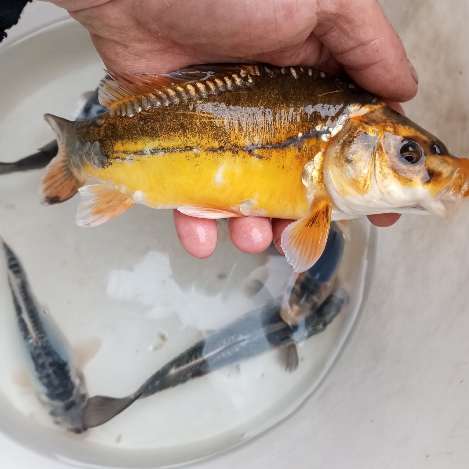 Karp Koi w sprzedaży