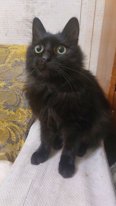 Пухнастий молодий котик з очима по вісім копійок)