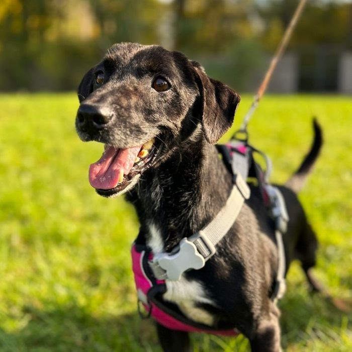 Rakuś, jest kochany i zle znosi pobyt w schronisku, pokochaj