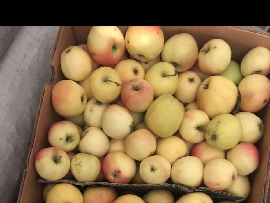 ЕКО Яблука домашні безкоштовна доставка