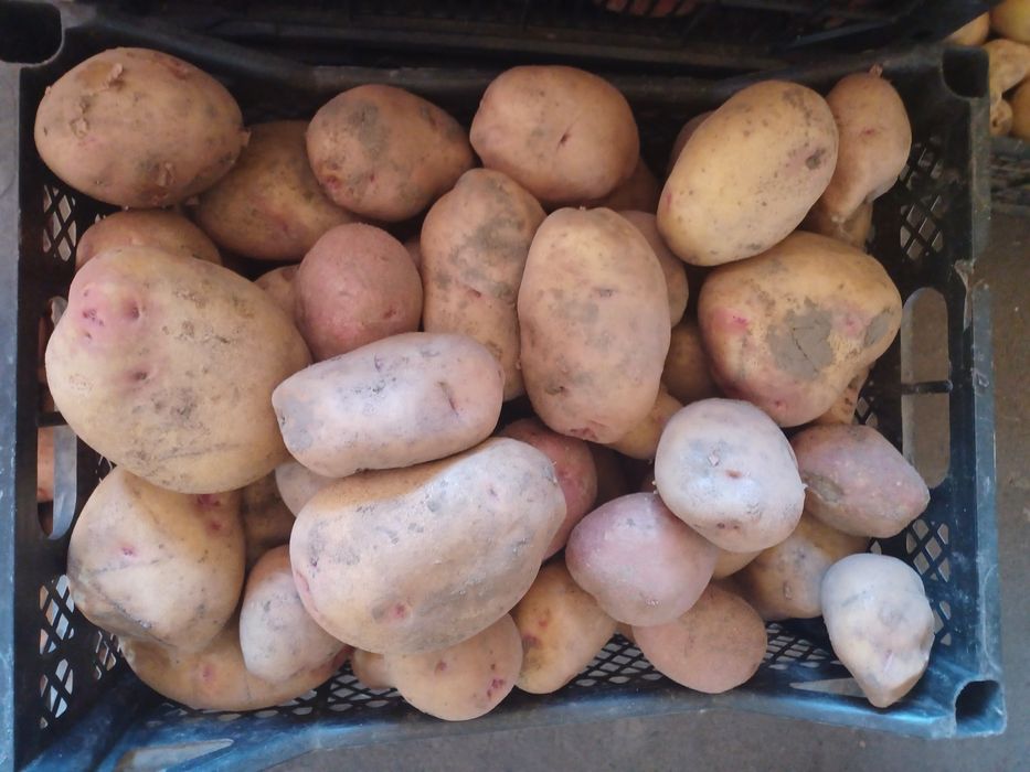 Картопля різних сортів на зиму.