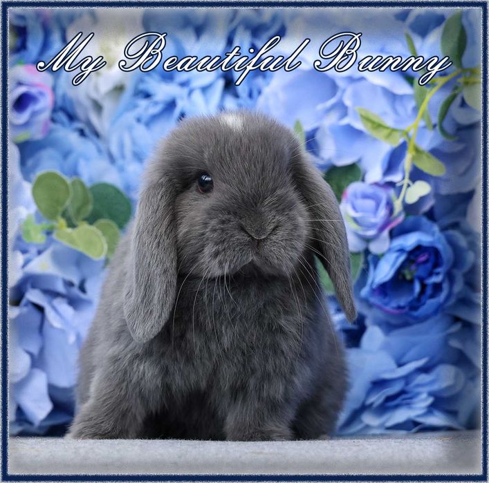 Piękny Królik Mini Lop - Niebieski