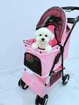 bichon frise  suczka z rodowodem FCI,rodzice z Brazylii i Argentyny