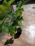 P11 Klon czerwony Acer rubrum hurt detal