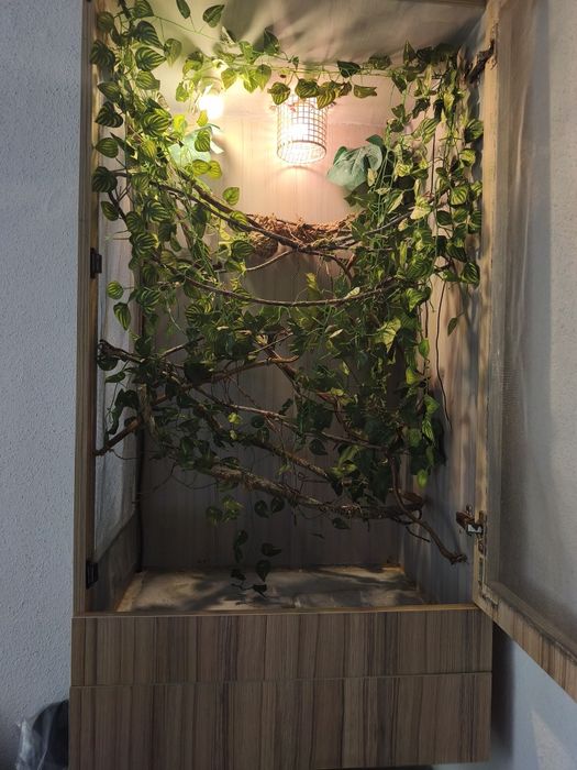 Terrarium dla kameleona