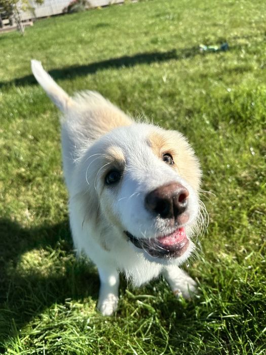 Cudny piesek border collie ZKwP FCI po MŁ.CHPL gotowy na zmianę domu