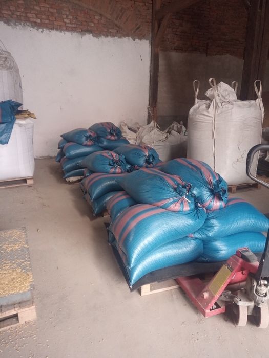 Pszenica dla drobiu na mąkę (rok po centrali)itp.