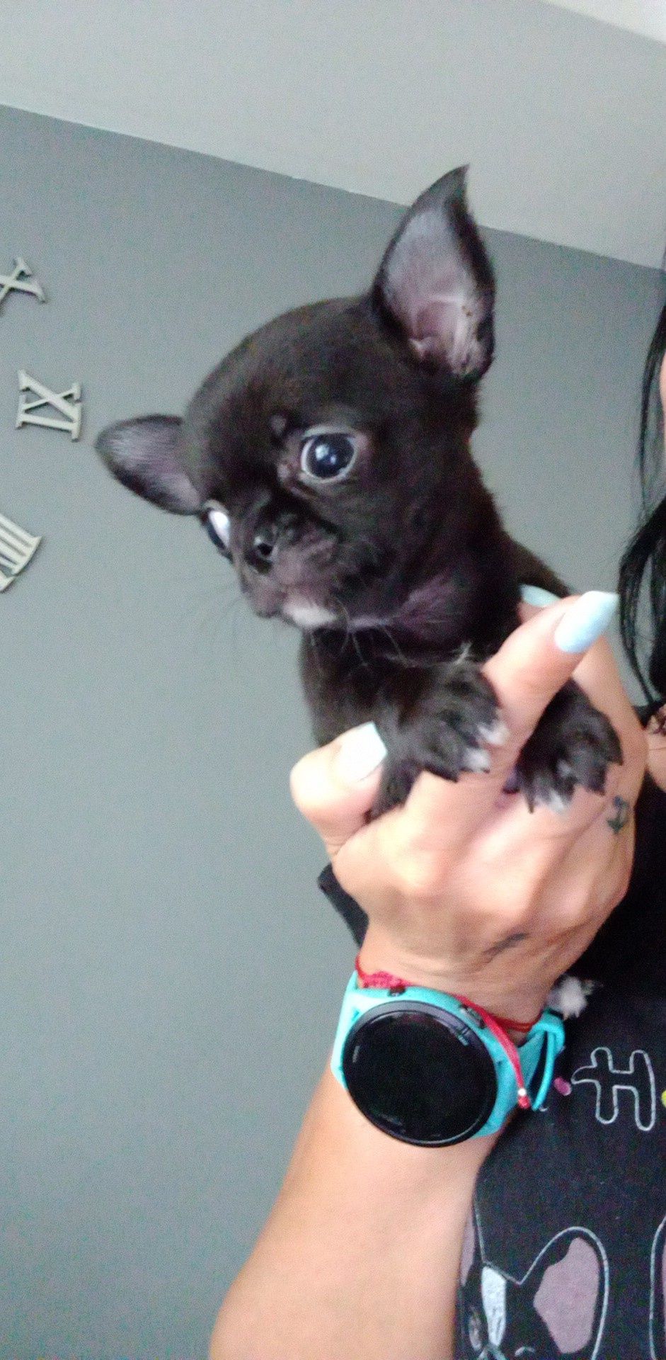 Chihuahua chlopiec jak laleczka mini mini