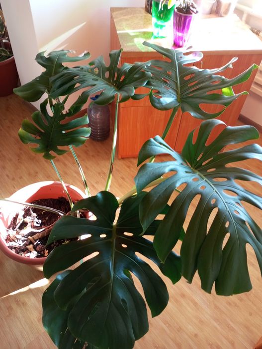 Монстера делікатесна. Monstera Deliciosa