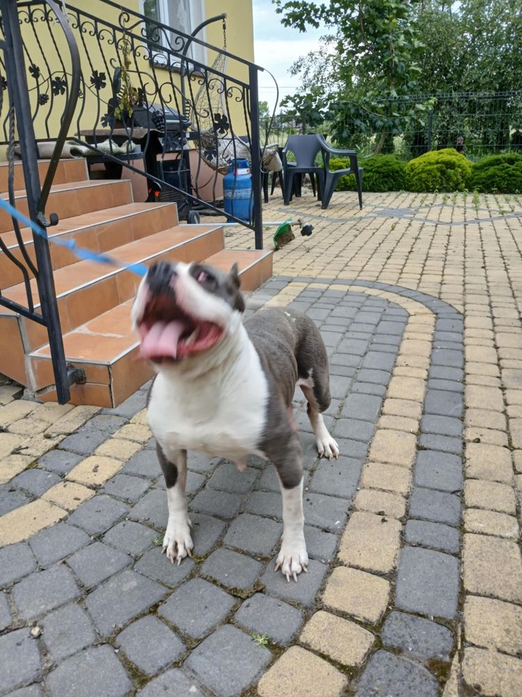 Pitbull suczka pitbull