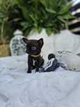 Chihuahua malutka dziewczynka