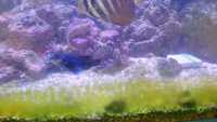 Ryby akwarium morskie Zebrasoma mandaryn Acanthurus