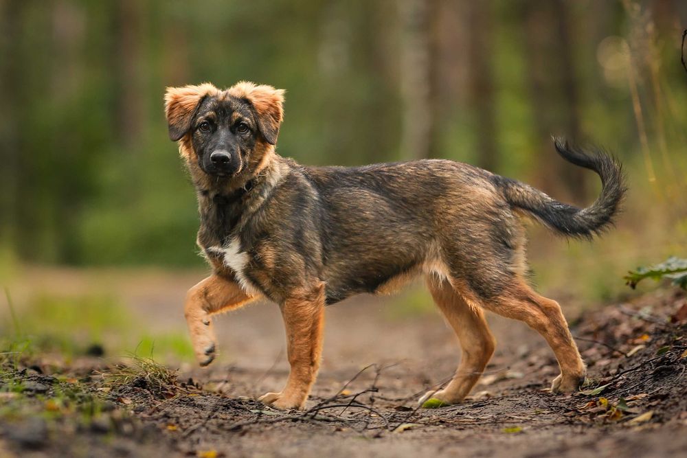 Sahara , suczka , szczeniak do adopcji z fundacji