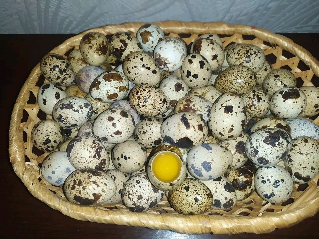 Перепелині яйця(харчові)
Лоток 20шт-50грн.
Город Балта.
