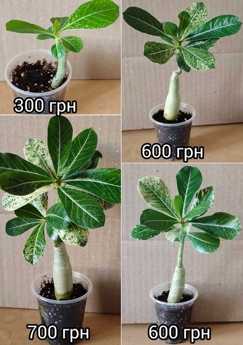 Адениум вариегатный махровый