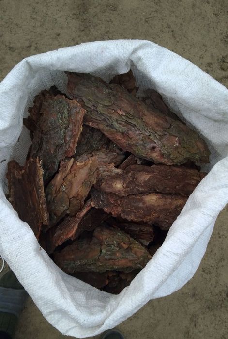 Приймаю соснову кору