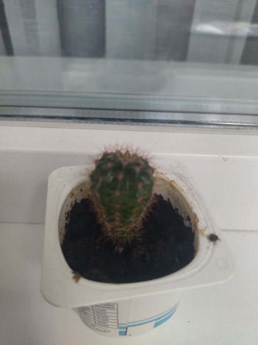 Кімнатна рослина кактус