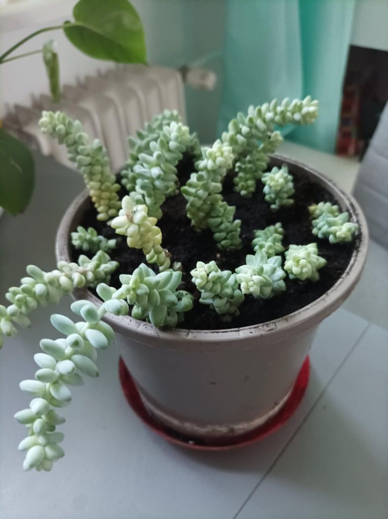 Roślina Sedum Burrito