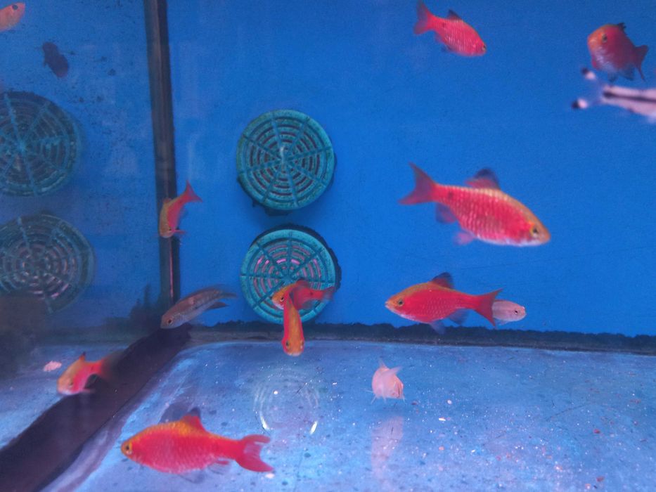 Barbo Rosy \ pethia conchonius 4-5cm