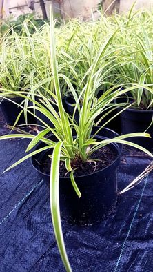 jeżówka kłosowiec pysznogłówka rudbekia astry trawy ozdobne